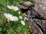 23 Leucanthemum (Margherita)